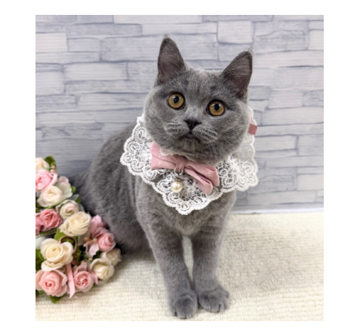 山口県のブリティッシュショートヘアー (アミーゴ周南店/2025年9月7日生まれ/女の子/ブルー)の子猫の1枚目の画像