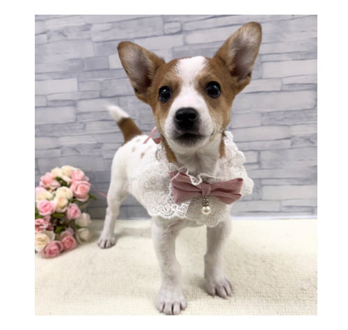 山口県のジャックラッセルテリア (アミーゴ周南店/2025年10月13日生まれ/女の子/タンホワイト)の子犬の1枚目の画像