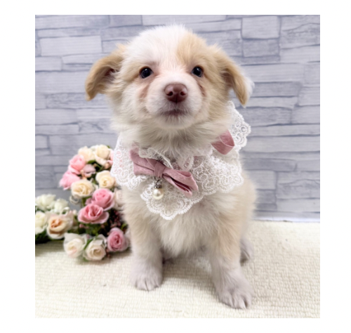 山口県のボーダーコリー (アミーゴ周南店/2025年12月13日生まれ/女の子/レッドホワイト)の子犬の1枚目の画像