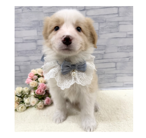 山口県のボーダーコリー (アミーゴ周南店/2025年12月13日生まれ/男の子/レッドホワイト)の子犬の3枚目の画像