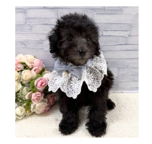 山口県のトイプードル(トイ) (アミーゴ周南店/2025年12月6日生まれ/男の子/シルバー)の子犬の3枚目の画像