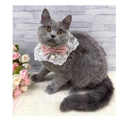 山口県のブリティッシュショートヘアー (アミーゴ周南店/2025年9月7日生まれ/女の子/ブルー)の子猫の2枚目の画像