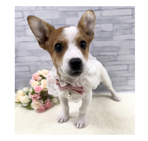 山口県のジャックラッセルテリア (アミーゴ周南店/2025年10月13日生まれ/女の子/タンホワイト)の子犬の3枚目の画像