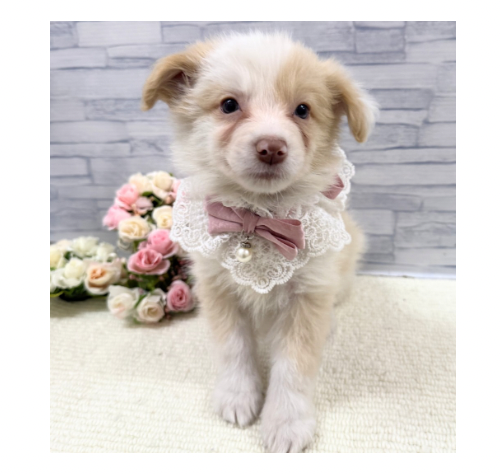 山口県のボーダーコリー (アミーゴ周南店/2025年12月13日生まれ/女の子/レッドホワイト)の子犬の2枚目の画像