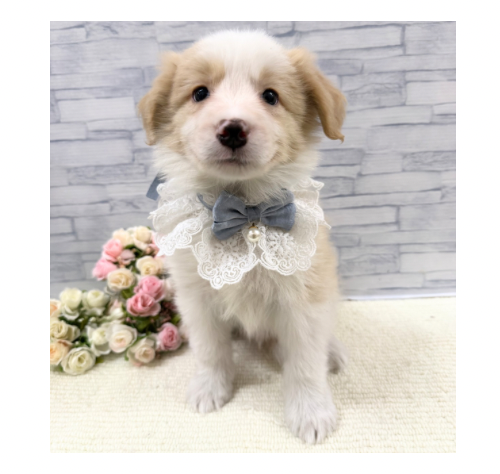 山口県のボーダーコリー (アミーゴ周南店/2025年12月13日生まれ/男の子/レッドホワイト)の子犬の1枚目の画像