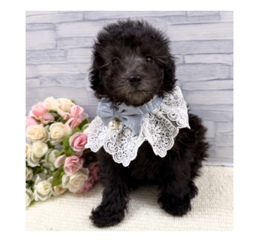 山口県のトイプードル(トイ) (アミーゴ周南店/2025年12月6日生まれ/男の子/シルバー)の子犬の2枚目の画像