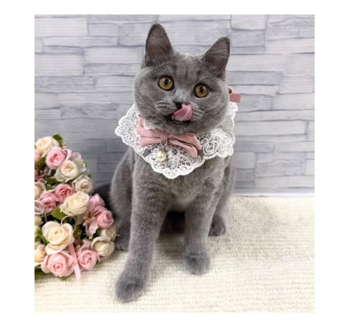 山口県のブリティッシュショートヘアー (アミーゴ周南店/2025年9月7日生まれ/女の子/ブルー)の子猫の3枚目の画像