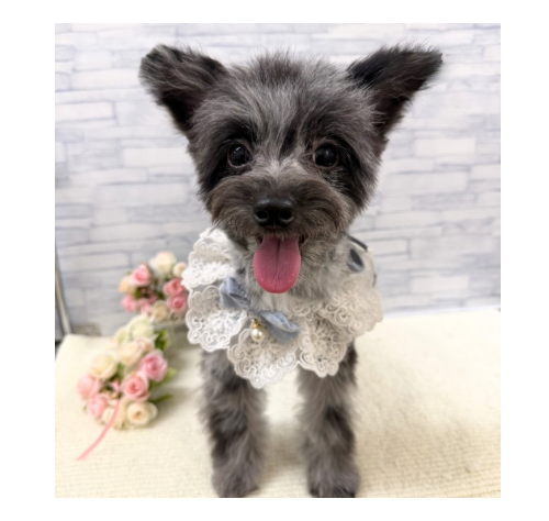 山口県のハーフ犬・ミックス犬 (アミーゴ周南店/2025年7月12日生まれ/男の子/ブルーマール)の子犬