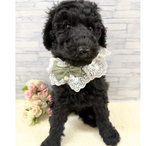 山口県のスタンダードプードル (アミーゴ周南店/2025年12月15日生まれ/男の子/ブラック)の子犬の2枚目の画像