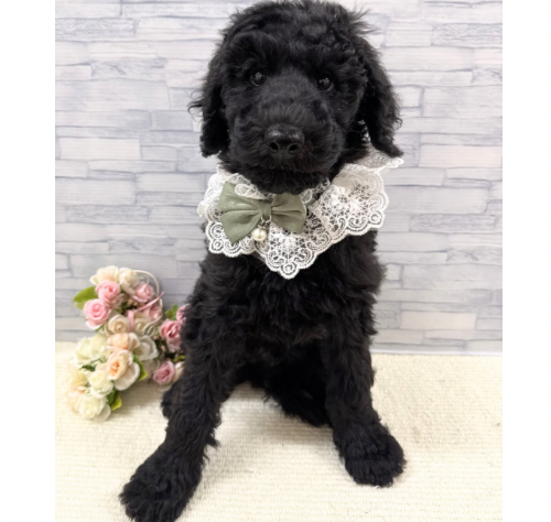 山口県のスタンダードプードル (アミーゴ周南店/2025年12月15日生まれ/男の子/ブラック)の子犬の1枚目の画像