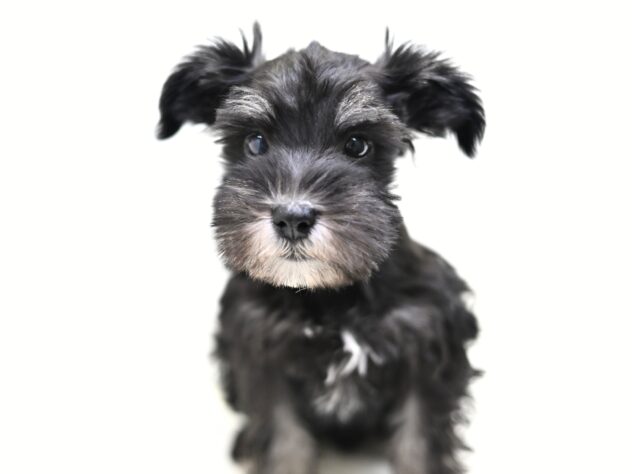 岡山県のミニチュアシュナウザー (アミーゴ大安寺店/2025年12月2日生まれ/女の子/ブラックシルバー)の子犬