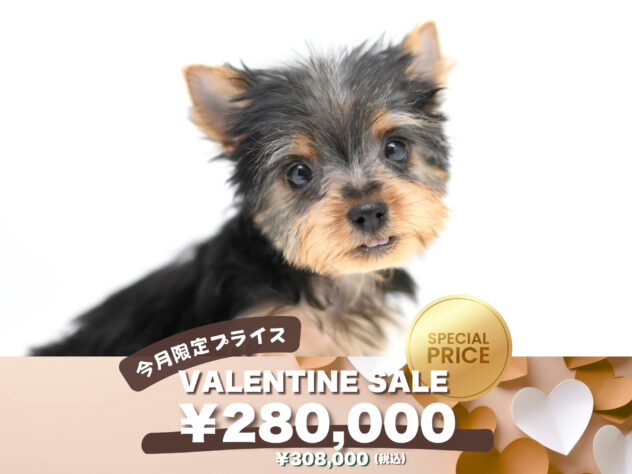 岡山県のヨークシャーテリア (アミーゴ大安寺店/2025年11月29日生まれ/女の子/スチールブルータン)の子犬の1枚目の画像