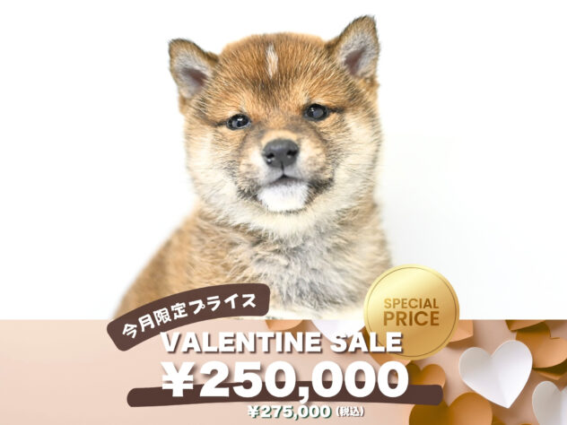 岡山県の豆柴 (アミーゴ大安寺店/2026年12月4日生まれ/女の子/赤)の子犬の1枚目の画像