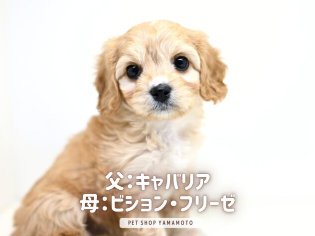 岡山県のハーフ犬・ミックス犬 (アミーゴ大安寺店/2025年11月24日生まれ/女の子/クリーム)の子犬の1枚目の画像