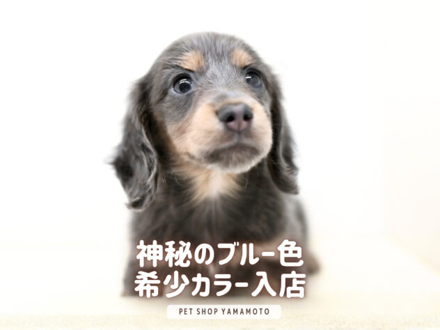 岡山県のミニチュアダックスフンド(ロング) (アミーゴ大安寺店/2025年12月16日生まれ/女の子/ブルータン)の子犬