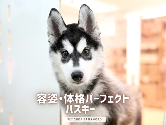 岡山県のシベリアンハスキー (アミーゴ大安寺店/2025年11月9日生まれ/女の子/ブラックホワイト)の子犬