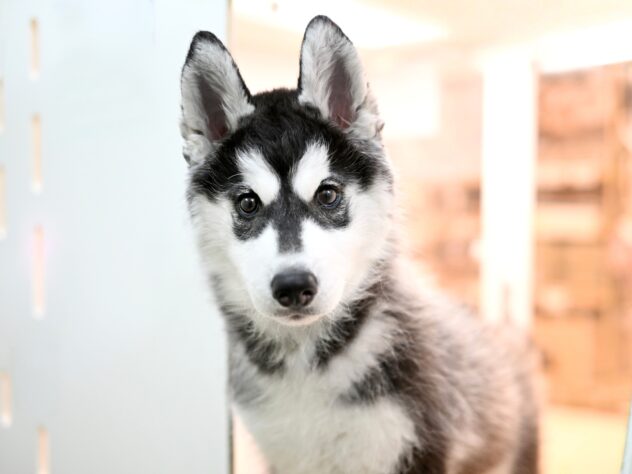 岡山県のシベリアンハスキー (アミーゴ大安寺店/2025年11月9日生まれ/女の子/ブラックホワイト)の子犬の2枚目の画像