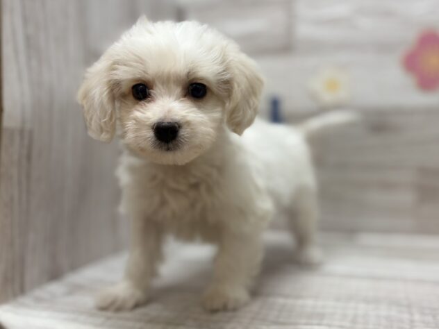 岩手県のハーフ犬・ミックス犬 (アミーゴ一関店/2025年12月8日生まれ/男の子/クリーム)の子犬