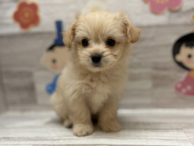 岩手県のハーフ犬・ミックス犬 (アミーゴ一関店/2025年12月10日生まれ/男の子/イエロー)の子犬