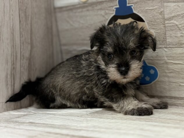 岩手県のハーフ犬・ミックス犬 (アミーゴ一関店/2025年12月19日生まれ/男の子/ソルトペッパー)の子犬
