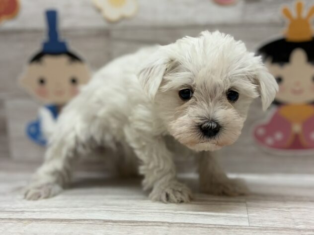 岩手県のハーフ犬・ミックス犬 (アミーゴ一関店/2025年12月19日生まれ/女の子/ホワイト)の子犬