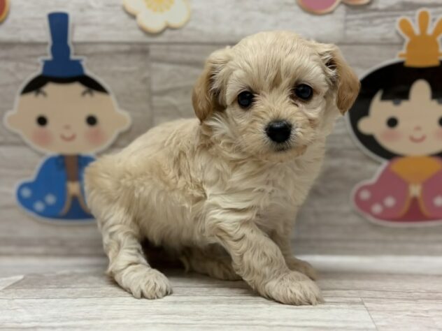 岩手県のハーフ犬・ミックス犬 (アミーゴ一関店/2025年12月15日生まれ/男の子/クリーム)の子犬