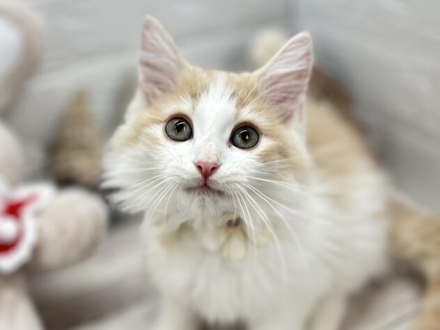 岡山県のノルウェージャンフォレストキャット (ワンキャラット アミーゴ岡南店/2025年9月15日生まれ/男の子/クリームタビーホワイト)の子猫の1枚目の画像