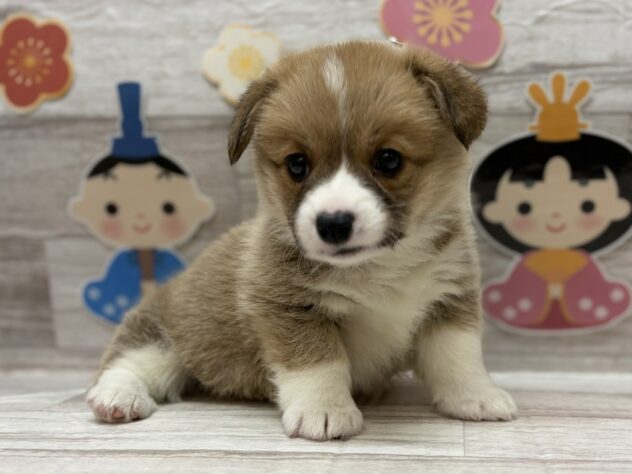 岩手県のウェルシュコーギーペンブローク (アミーゴ一関店/2025年12月17日生まれ/女の子/レッドホワイト)の子犬