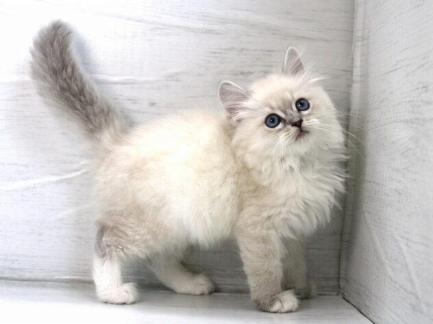 兵庫県のサイベリアン (ペット・プラザ アミーゴ神戸灘店/2025年12月21日生まれ/女の子/ブルーリンクスポイントホワイト)の子猫の3枚目の画像