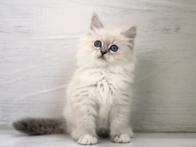 兵庫県のサイベリアン (ペット・プラザ アミーゴ神戸灘店/2025年12月21日生まれ/女の子/ブルーリンクスポイントホワイト)の子猫の2枚目の画像