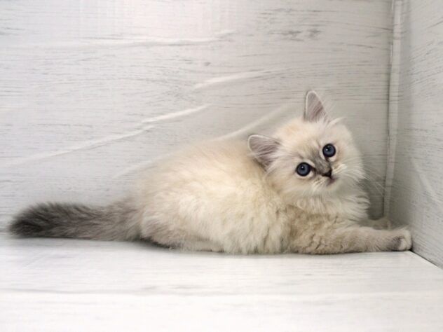 兵庫県のサイベリアン (ペット・プラザ アミーゴ神戸灘店/2025年12月21日生まれ/女の子/ブルーリンクスポイントホワイト)の子猫の4枚目の画像