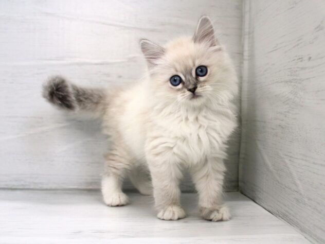 兵庫県のサイベリアン (ペット・プラザ アミーゴ神戸灘店/2025年12月21日生まれ/女の子/ブルーリンクスポイントホワイト)の子猫の1枚目の画像