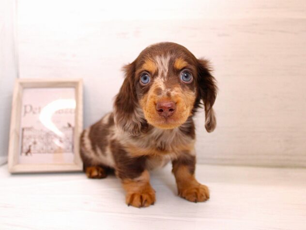 兵庫県のカニンヘンダックスフンド(ロング) (ペット・プラザ アミーゴ神戸灘店/2025年12月27日生まれ/男の子/チョコレートダップル)の子犬の1枚目の画像