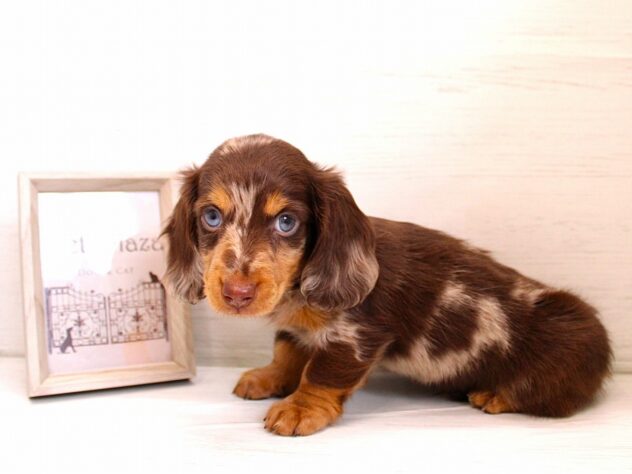 兵庫県のカニンヘンダックスフンド(ロング) (ペット・プラザ アミーゴ神戸灘店/2025年12月27日生まれ/男の子/チョコレートダップル)の子犬の2枚目の画像