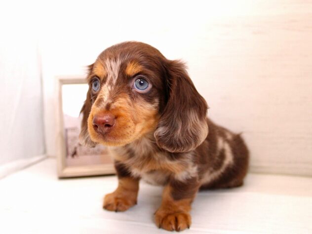 兵庫県のカニンヘンダックスフンド(ロング) (ペット・プラザ アミーゴ神戸灘店/2025年12月27日生まれ/男の子/チョコレートダップル)の子犬の3枚目の画像