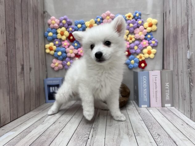岡山県の日本スピッツ (ワンキャラット アミーゴ高屋店/2025年11月16日生まれ/女の子/ホワイト)の子犬の2枚目の画像
