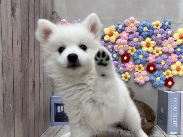 岡山県の日本スピッツ (ワンキャラット アミーゴ高屋店/2025年11月16日生まれ/女の子/ホワイト)の子犬の3枚目の画像