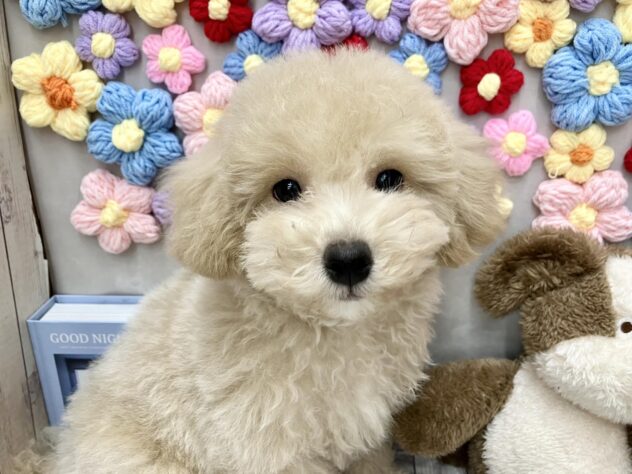 岡山県のビションプー(ビションフリーゼ×プードル) (ワンキャラット アミーゴ高屋店/2025年11月23日生まれ/男の子/クリーム)の子犬の1枚目の画像