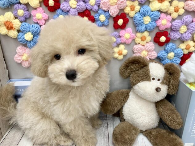 岡山県のビションプー(ビションフリーゼ×プードル) (ワンキャラット アミーゴ高屋店/2025年11月23日生まれ/男の子/クリーム)の子犬の2枚目の画像