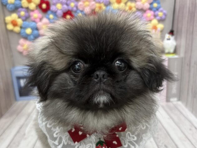 岡山県のペキニーズ (ワンキャラット アミーゴ高屋店/2025年10月23日生まれ/女の子/フォーン)の子犬の1枚目の画像