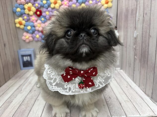 岡山県のペキニーズ (ワンキャラット アミーゴ高屋店/2025年10月23日生まれ/女の子/フォーン)の子犬の3枚目の画像