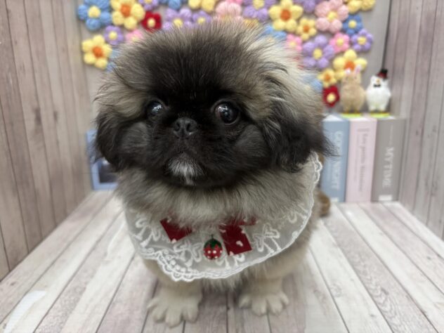 岡山県のペキニーズ (ワンキャラット アミーゴ高屋店/2025年10月23日生まれ/女の子/フォーン)の子犬の2枚目の画像