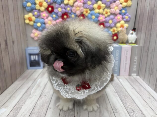 岡山県のペキニーズ (ワンキャラット アミーゴ高屋店/2025年10月23日生まれ/女の子/フォーン)の子犬の4枚目の画像