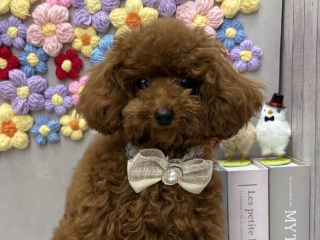 岡山県のトイプードル(トイ) (ワンキャラット アミーゴ高屋店/2025年5月7日生まれ/男の子/レッドフォーン)の子犬の1枚目の画像