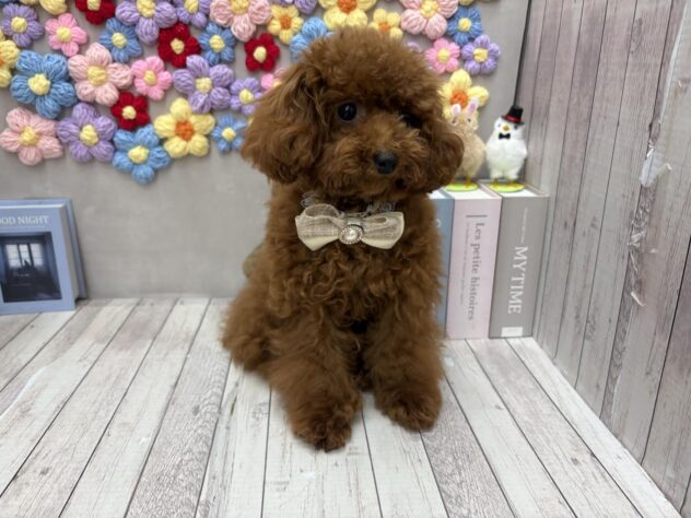 岡山県のトイプードル(トイ) (ワンキャラット アミーゴ高屋店/2025年5月7日生まれ/男の子/レッドフォーン)の子犬の2枚目の画像