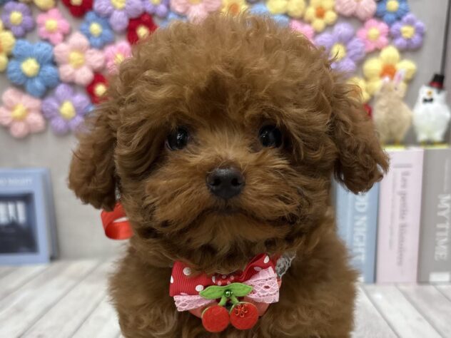 岡山県のトイプードル(トイ) (ワンキャラット アミーゴ高屋店/2025年11月13日生まれ/男の子/レッドフォーン)の子犬の1枚目の画像