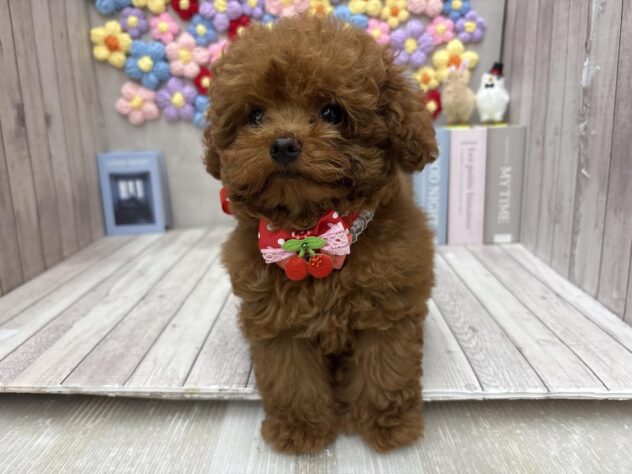 岡山県のトイプードル(トイ) (ワンキャラット アミーゴ高屋店/2025年11月13日生まれ/男の子/レッドフォーン)の子犬の2枚目の画像