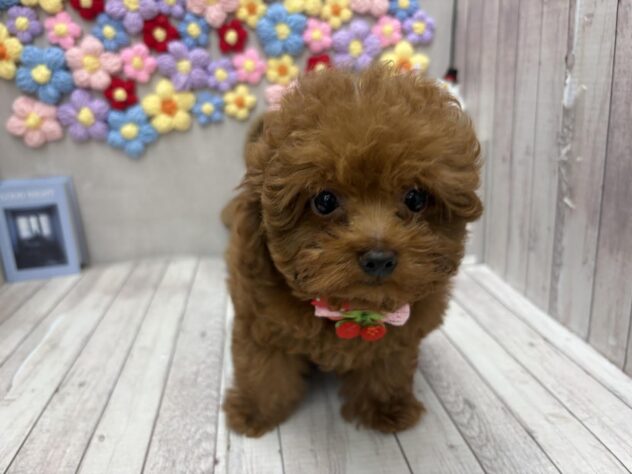 岡山県のトイプードル(トイ) (ワンキャラット アミーゴ高屋店/2025年11月13日生まれ/男の子/レッドフォーン)の子犬の3枚目の画像