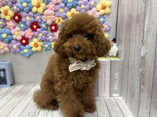 岡山県のトイプードル(トイ) (ワンキャラット アミーゴ高屋店/2025年5月7日生まれ/男の子/レッドフォーン)の子犬の3枚目の画像