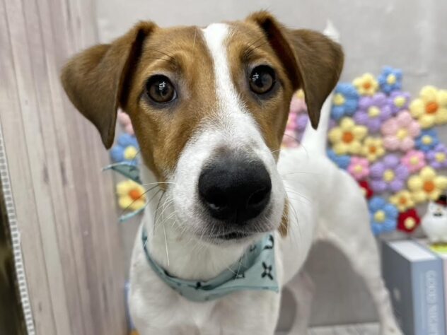 岡山県のジャックラッセルテリア (ワンキャラット アミーゴ高屋店/2025年5月19日生まれ/男の子/タンホワイト)の子犬の1枚目の画像